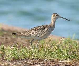 Тутгалжин (Бичилхэн тутгалжин)